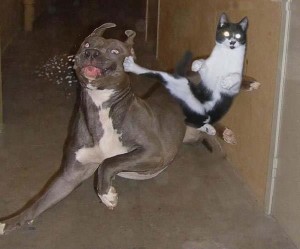 a.baa-Cat-fights-Dog